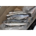 Сибас (Морской волк) (5,0 кг)